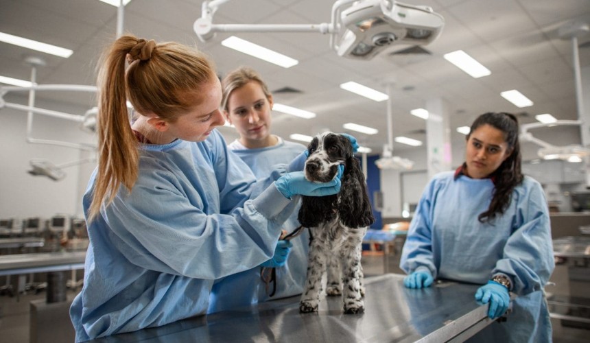 What makes vets feel good at work? 