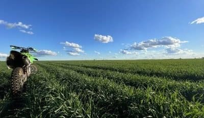 Feedgrain Focus: Values soften on rain, offshore moves