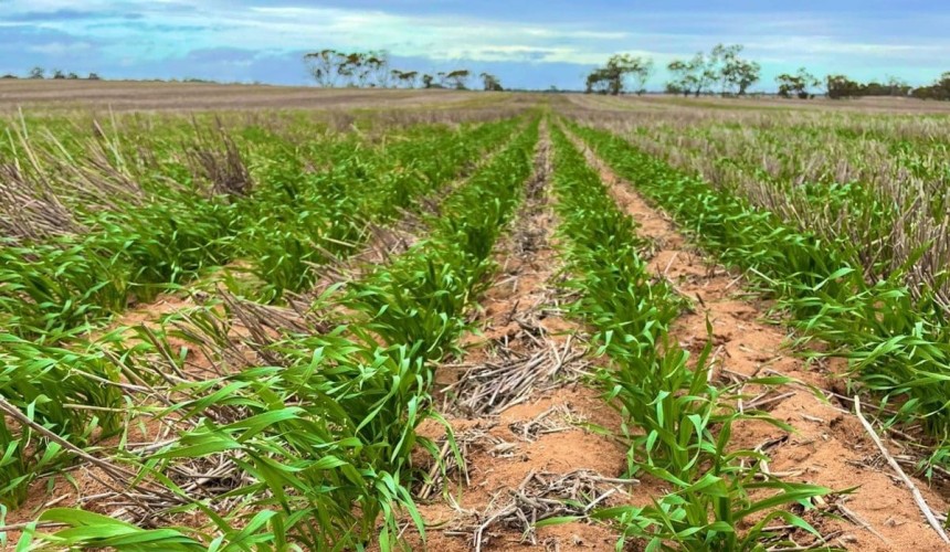 Feedgrain Focus: Patchy Victorian start supports prices