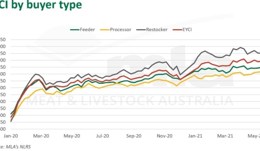 EYCI hits new records in sky-high cattle market