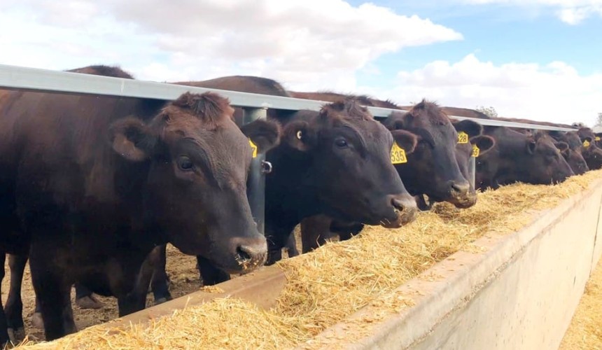 New 8000 head Riverina feedlot dedicated to Wagyu nears completion