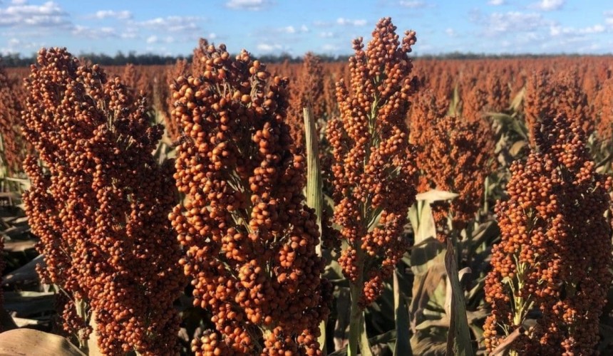 Feedgrain Focus: Flat as rain offsets execution squeeze