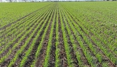 Feedgrain Focus: Sorghum wriggles into rations