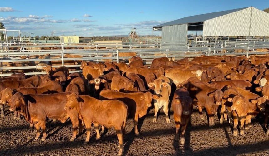 Steer prices contract, while heifers mixed in online trading