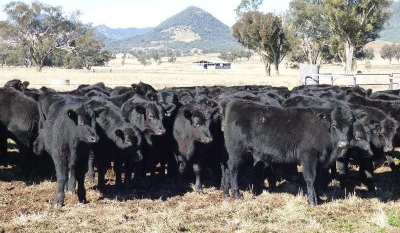 Young cattle prices head north in online trading