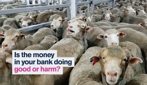 RMAC asks ACCC to investigate bank’s refusal to lend to red meat sectors