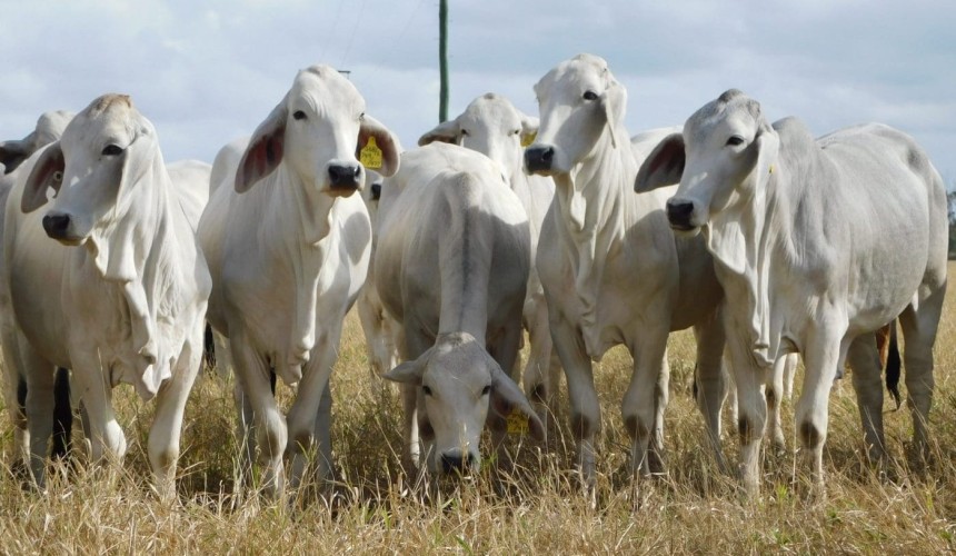 Record for heifers smashed as price hits 655c/kg at CQLX Gracemere