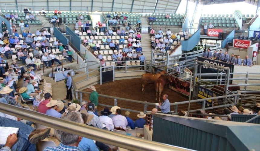 CQLX Gracemere retains mantle as southern hemisphere’s largest stud selling venue