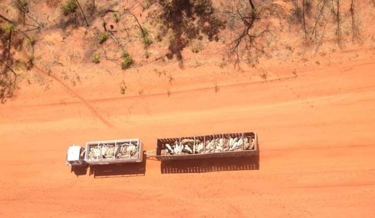 Two men jailed following major Queensland cattle theft