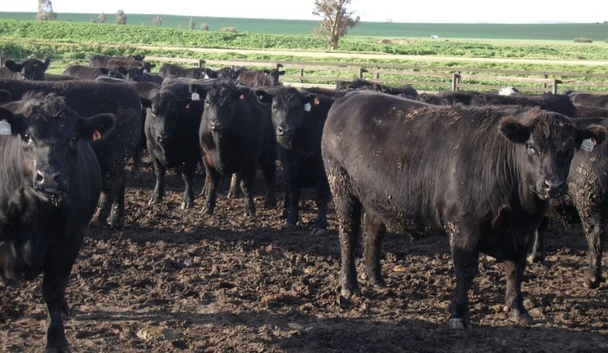 Persistent wet winter conditions drive feedlot performance lower