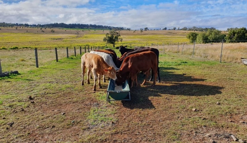 Qld police seek help to find missing cattle