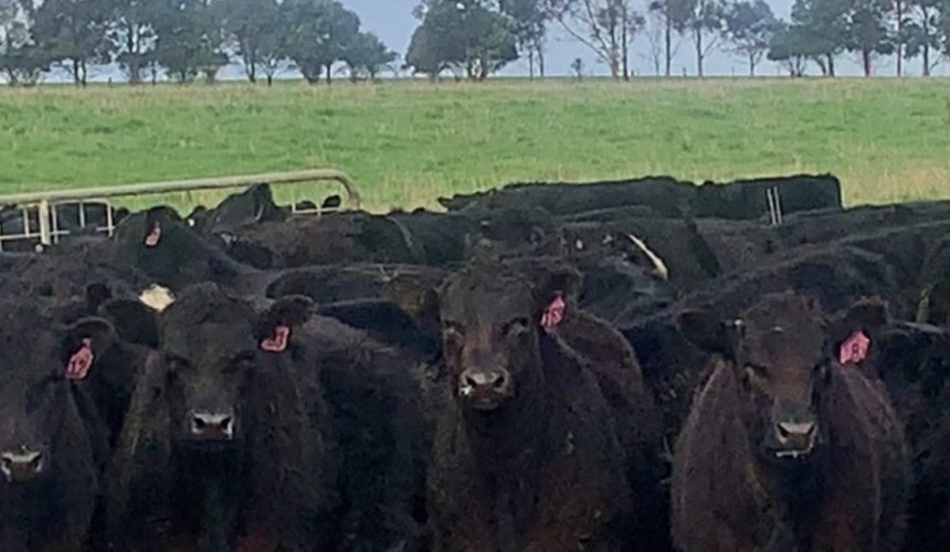 Light weaners catapault $300 higher at Ballarat