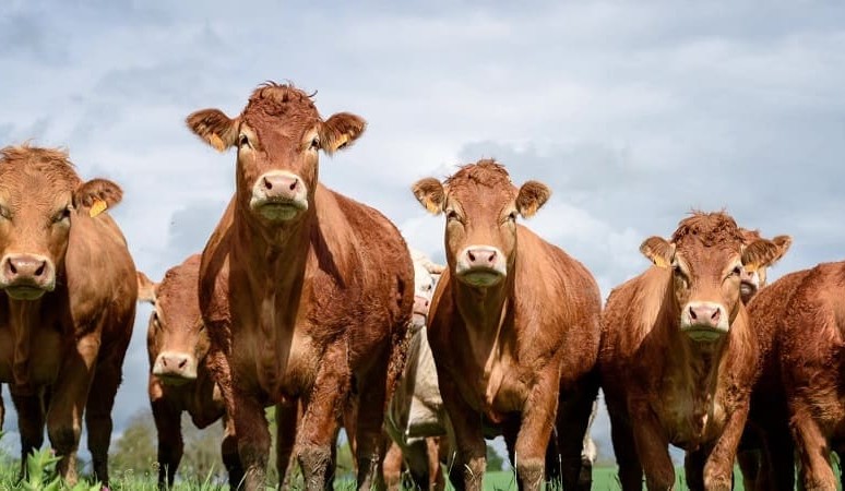 Review finds no convincing scientific evidence red meat harmful to human health