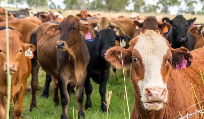  Meat and plant science showcased at livestock forum