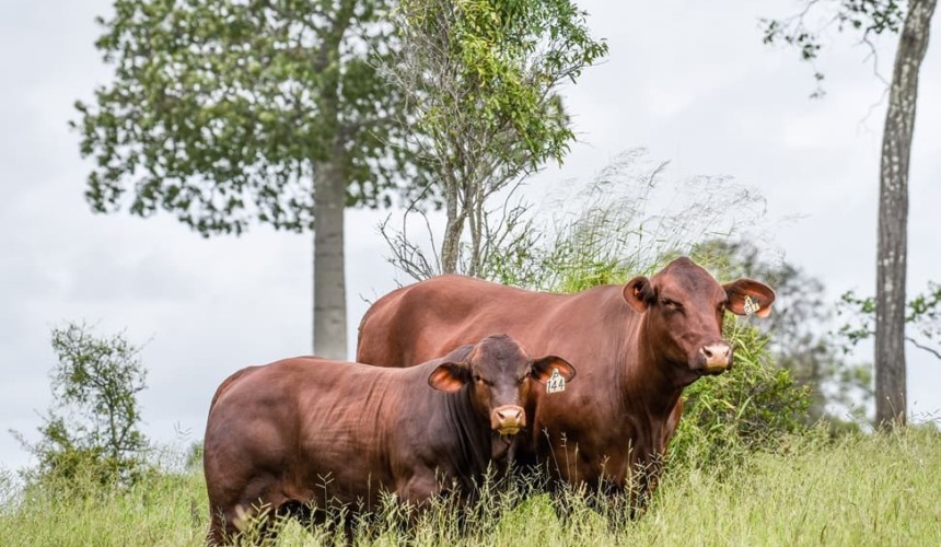 Advancing the conceptions of late calvers