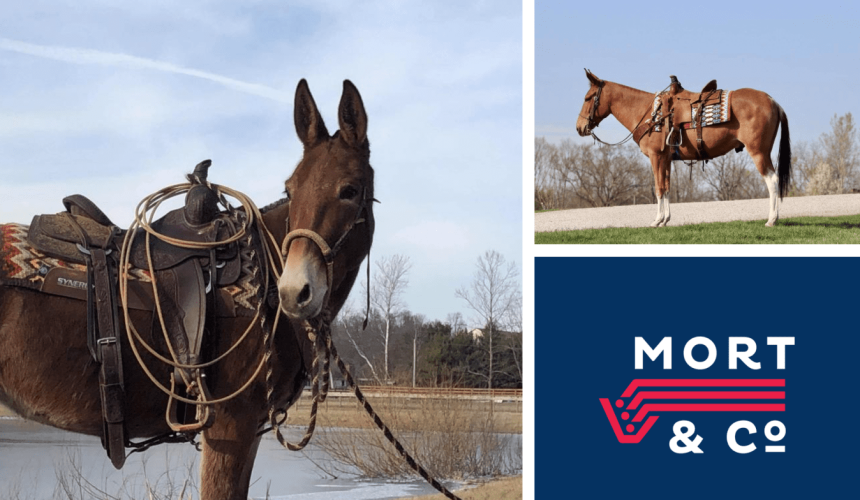 Mules saddled up in unique pen-riding safety trial at Grassdale