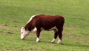 Cattle deaths from grass tetany linked to high protein hays left after mice plagues