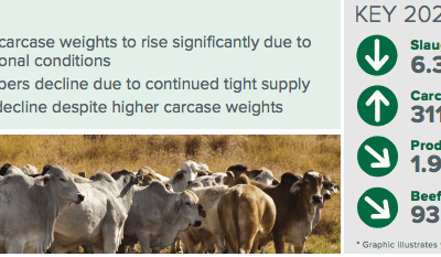 Cattle producers set for bumper spring: MLA Projections