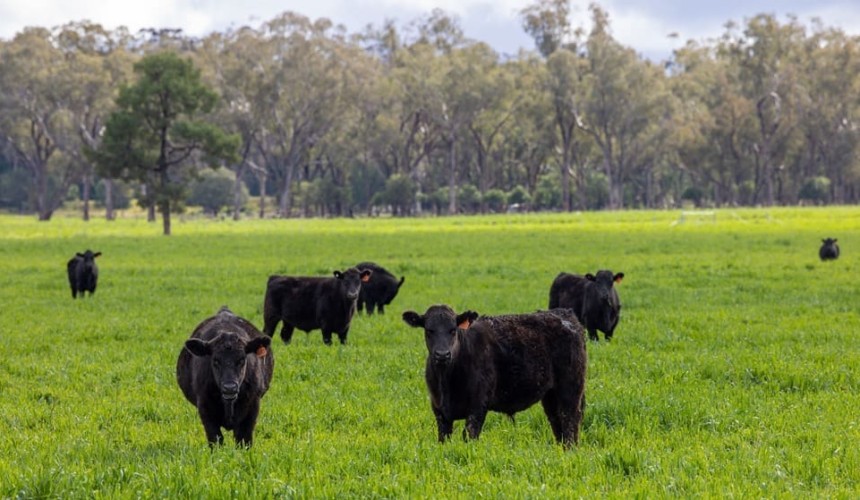 Prime NSW land earmarked for mining returns to local families