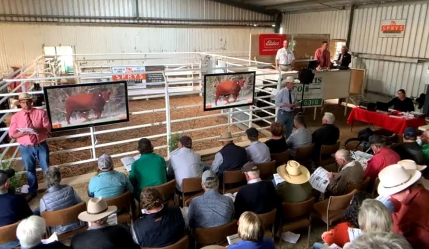 Will video replace the bull selling ring?