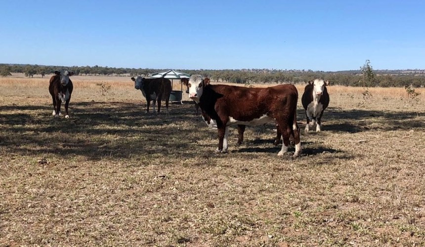 Packhorse secures Roma’s Stuart’s Creek in $30m deal