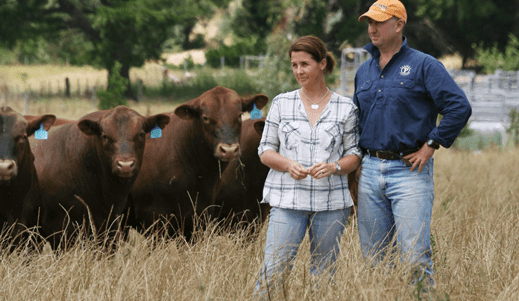 Weekly genetics review: Opportunities with yearling bulls