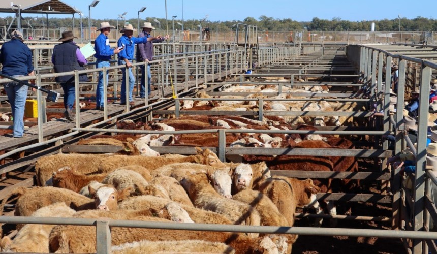 Roma store sale 27 July:  Quality mixed in 6284 head yarding