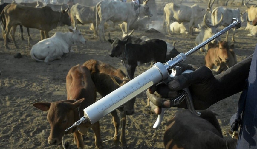 Ten years on, Rinderpest eradication highlights the value of vaccines