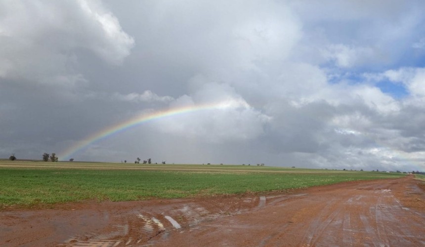 Feedgrain Focus: Muddy north firm, south soft