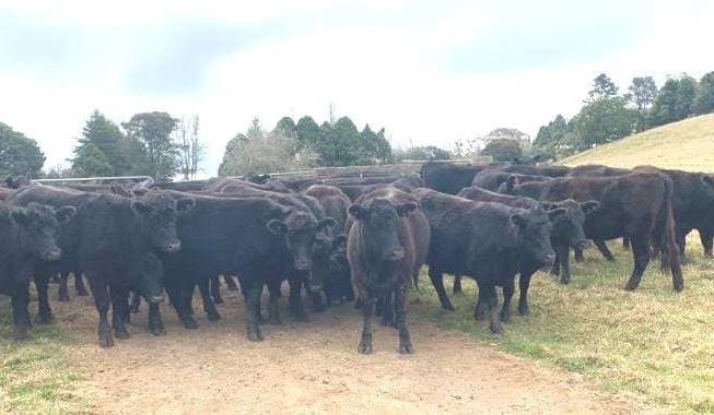 Young cattle prices lift, across the board in larger 17,412 head online offering