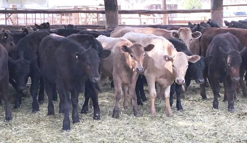 Lighter steers stronger in smaller online offering