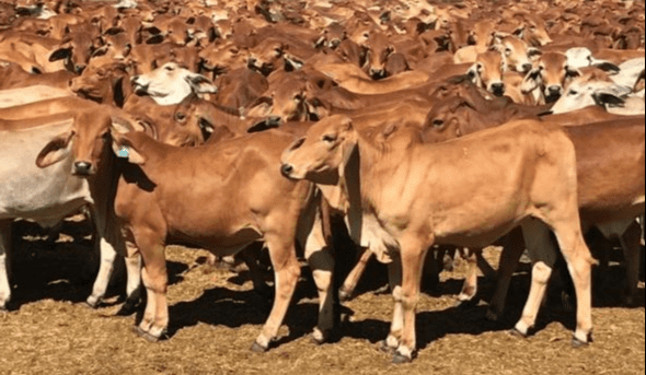 Considerations when managing northern breeder herds in the dry season