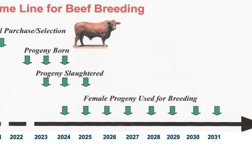 Weekly genetics review: Can your breeding program afford a ‘cheap’ bull?