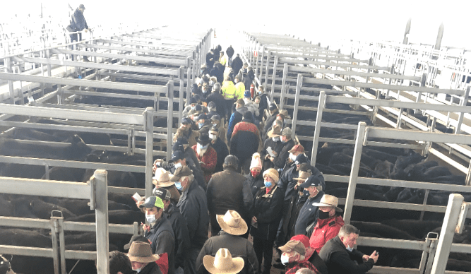 Feeder demand dominates at Ballarat