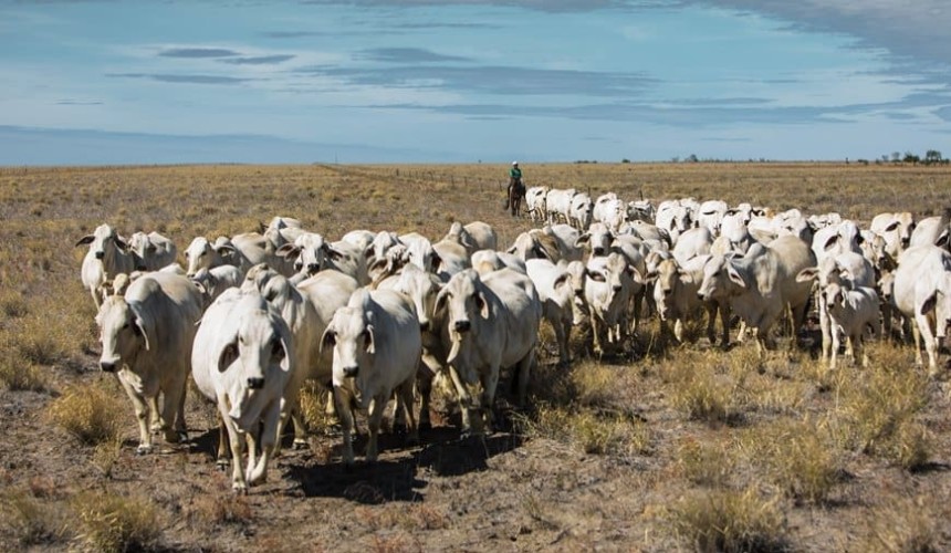 Getting your bull numbers right
