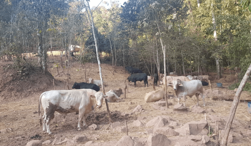 The Mekong Minute: Brazilian cattle to Vietnam highlight shifting ASEAN cattle trade dynamics