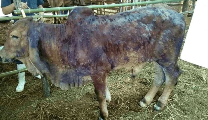 Australian biosecurity working to protect cattle from lumpy skin disease