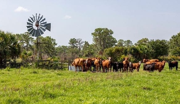 US cattle industry commits to climate neutrality by 2040