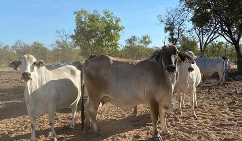Registrations open for Kidman Springs BeefUp forum