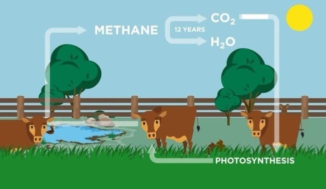 Will carbon credits be needed for future cattle market access?