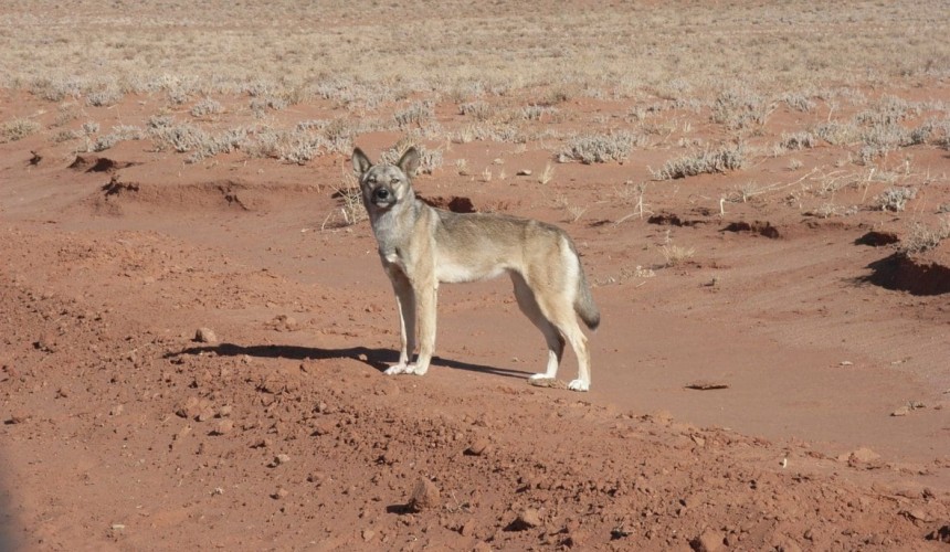 What does Ehrlichiosis mean for the wild dog population?