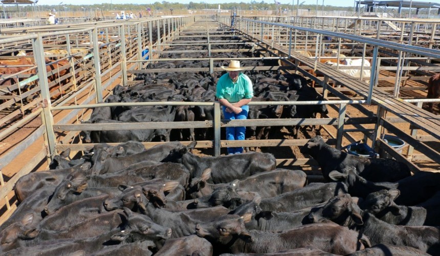 Roma store sale 24 Aug 2021:  Prices improve across most sections