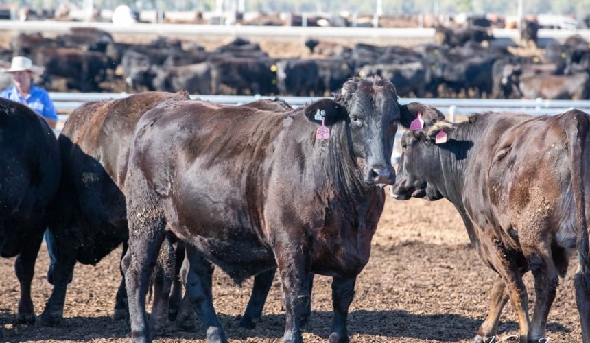 Crossbred entries excel in RNA’s 2021 Wagyu Challenge
