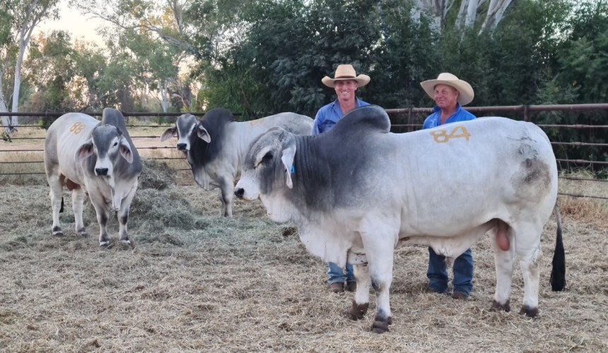 Australia’s most remote bull sale re-sets price records, displays preference for poll genes