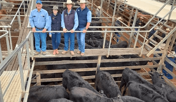 Roma store sale 10 Aug 2021:  Competition strong for 6529 head yarding
