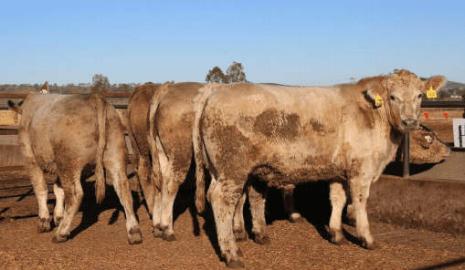 Ultrablack gold rush in 2021 Paddock to Palate championships