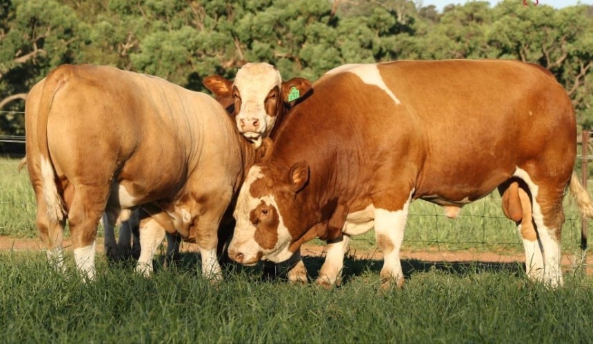 Don’t overlook traits with low heritability