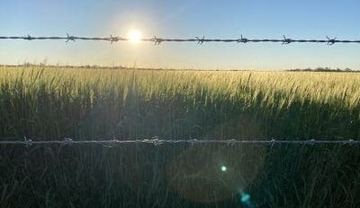 Feedgrain Focus: Coverage switches to new crop