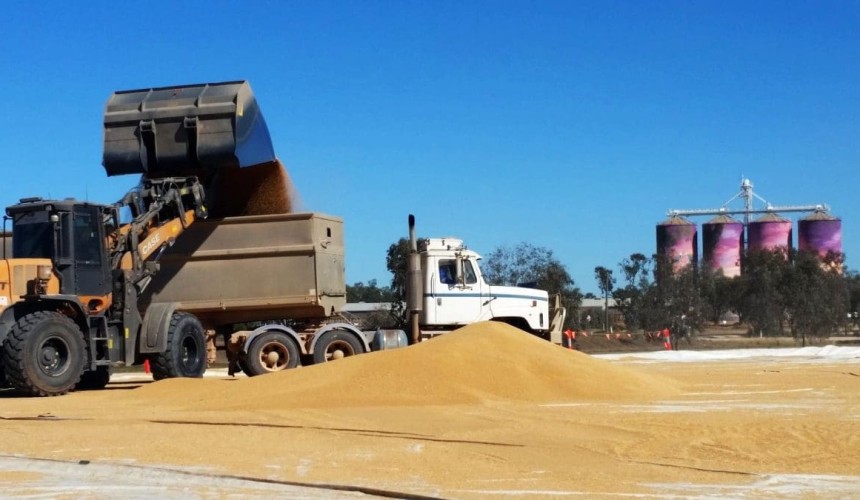 Feedgrain Focus: Offshore strength lifts wheat values