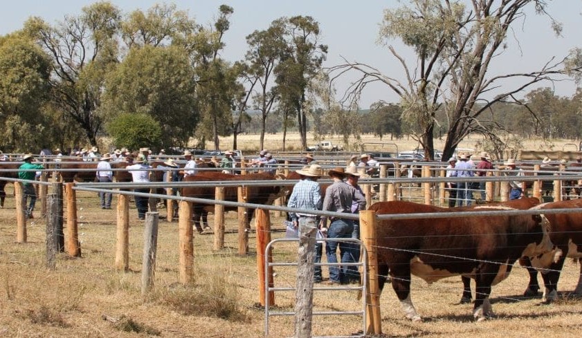 What’s happening with bull offering numbers at sales this spring?